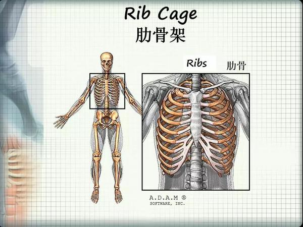 健身訓練必懂:三分鐘瞭解人體主要骨骼