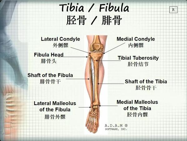 腿骨结构图图片